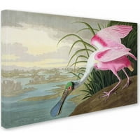 Zaštitni znak Likovna umjetnost Roseate Spoonbill Umjetnost platna Johna Jamesa Audubona