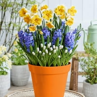 Van Zyverden Affinity Spring Blooming Patio sadilica Kit sa dekorativnim Metal sadilica, rasadnik lonac,