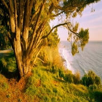 Drvo na obali, Big Sur, Kalifornija, SAD Poster Print